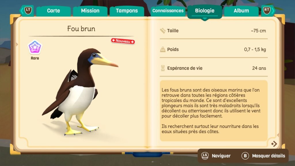 Dolphin Spirit fou brun